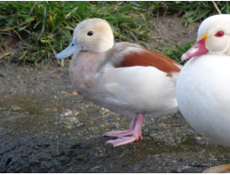 Blue Ringed Teal